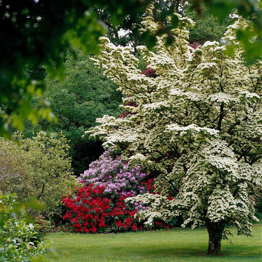 10 Best Fast Growing Trees For Your Garden In 2024 in Top Fast Growing Trees for Instant Backyard Seclusion and Beauty