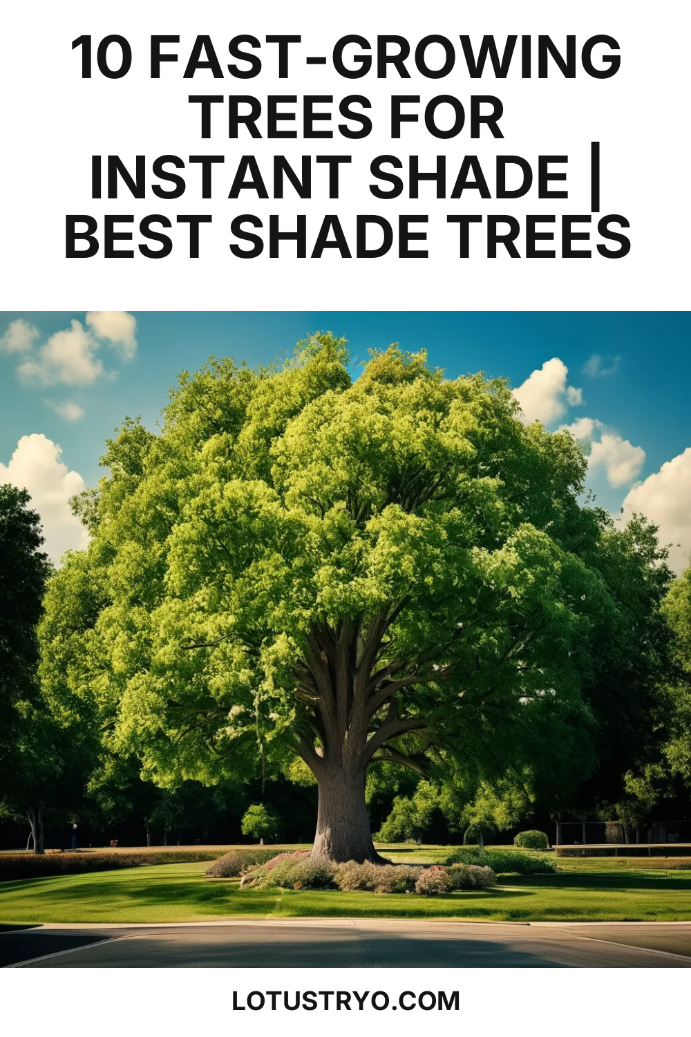 10 Fast-Growing Trees For Instant Shade | Best Shade Trees In 2025 ... regarding Best Privacy Trees For Backyard Fast Growing