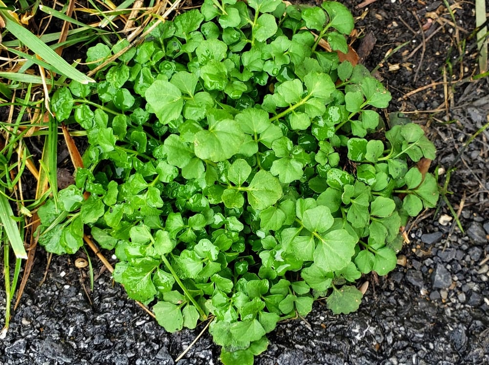 10 Most Common Invasive Weeds In California (2023 Guide) - The ... with regard to Pergola Attached To House