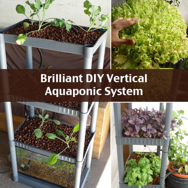 13 Diy Aquaponics Systems To Suit Any Budget throughout How to Build a Thriving Aquaponics System on a Tight Budget in 2026