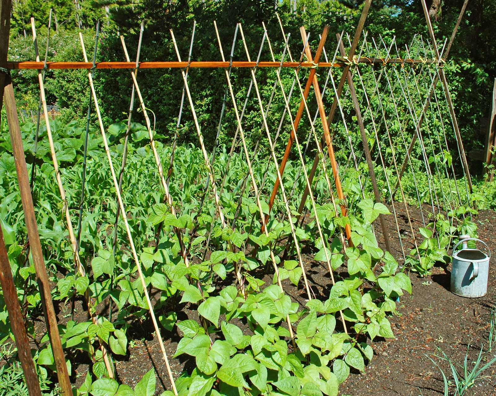 14 Vegetable Trellis Ideas To Maximize Your Garden Harvest | Gardening ... with Vineyard Design Small Backyard