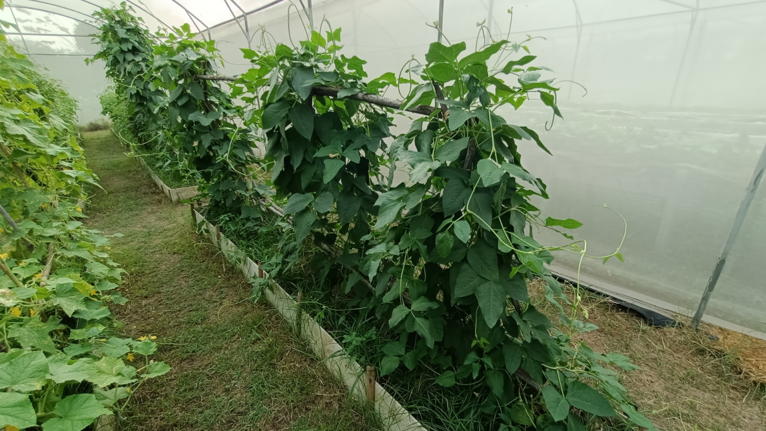15 Proven Trellis Ideas For Climbing Beans To Stop Crop Fail with regard to Trellis For Climbing Plants