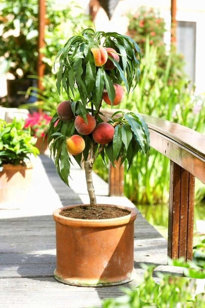 17 Charming Dwarf Fruit Trees Under 6 Feet For Small Spaces intended for Espalier Fruit Tree Fence