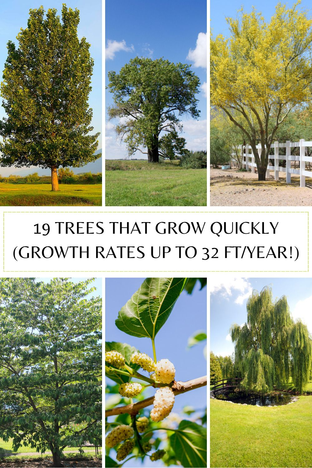19 Fastest Growing Trees With Growth Rates Up To 32 Ft Per Year – Artofit with regard to Best Privacy Trees For Backyard Fast Growing