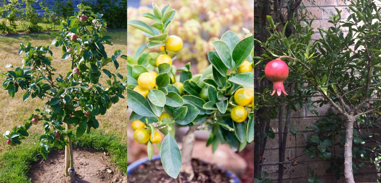 20 Dwarf Fruit Trees To Grow When Space Is Limited for Why Dwarf Fruit Trees Make the Perfect Space Saving Garden Boundary