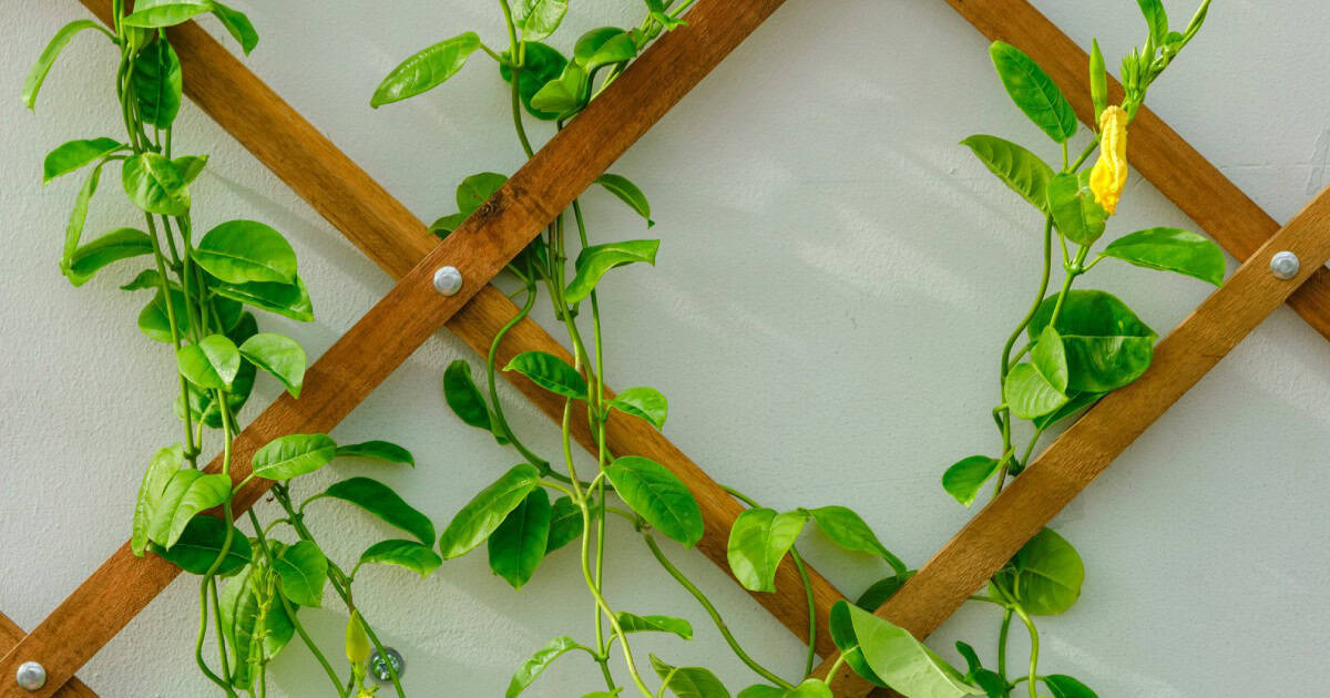 20 Plants That Climb Trellis (Top Picks) - Pond Informer intended for Trellis For Climbing Plants