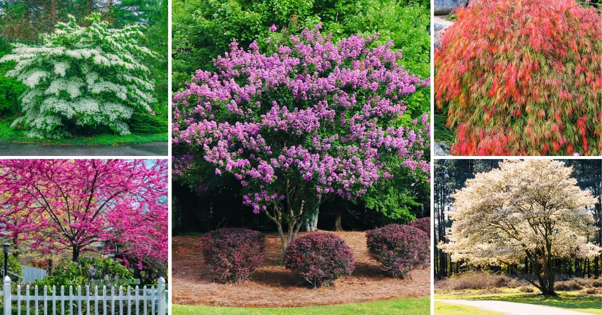20 Small Fast Growing Trees That Make A Big Impact inside Best Privacy Trees For Backyard Fast Growing