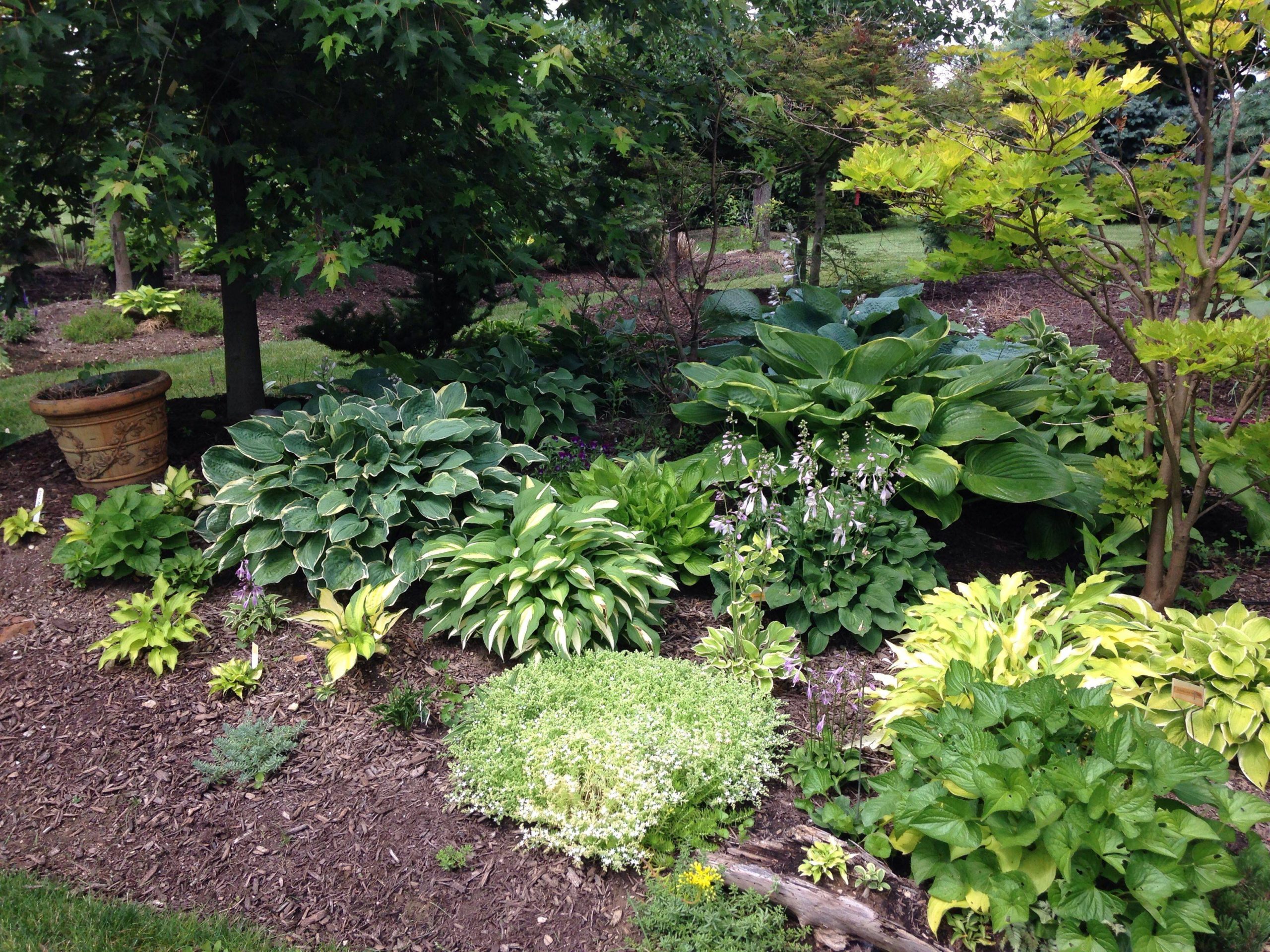 21 Hosta And Fern Garden Plan Ideas Worth A Look | Sharonsable in Shade Garden Design Hosta Fern