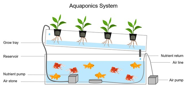 23 Practical Diy Aquaponics System Ideas For Your Garden pertaining to How to Build a Thriving Aquaponics System on a Tight Budget in 2026