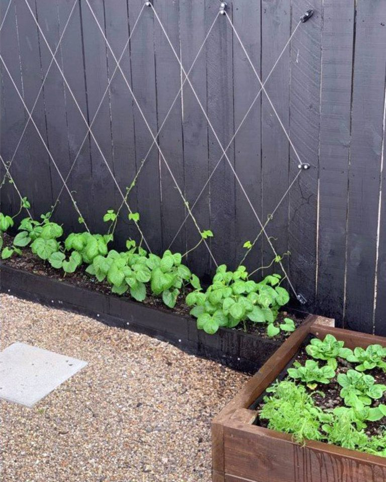 25 Trellis Ideas For The Small Garden That Look Great | Godownsize intended for Essential Trellis Systems for Maximizing Yield in Small Yards