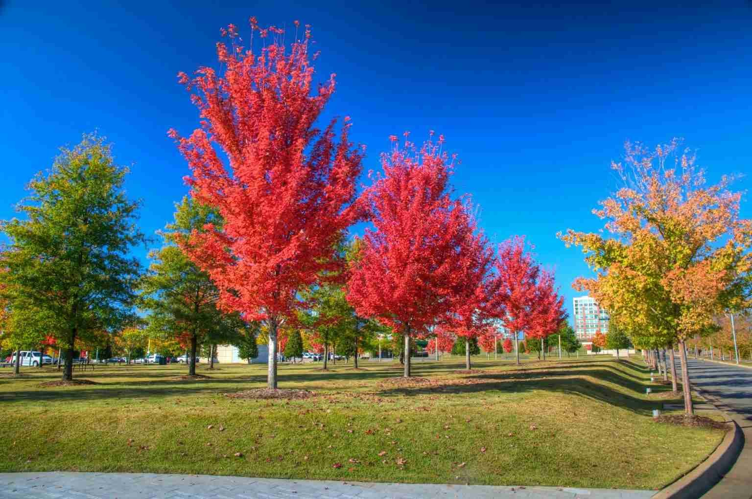 5 Super-Fast Growing Trees For (Almost) Instant Privacy - Mowingmagic.com inside Best Privacy Trees For Backyard Fast Growing