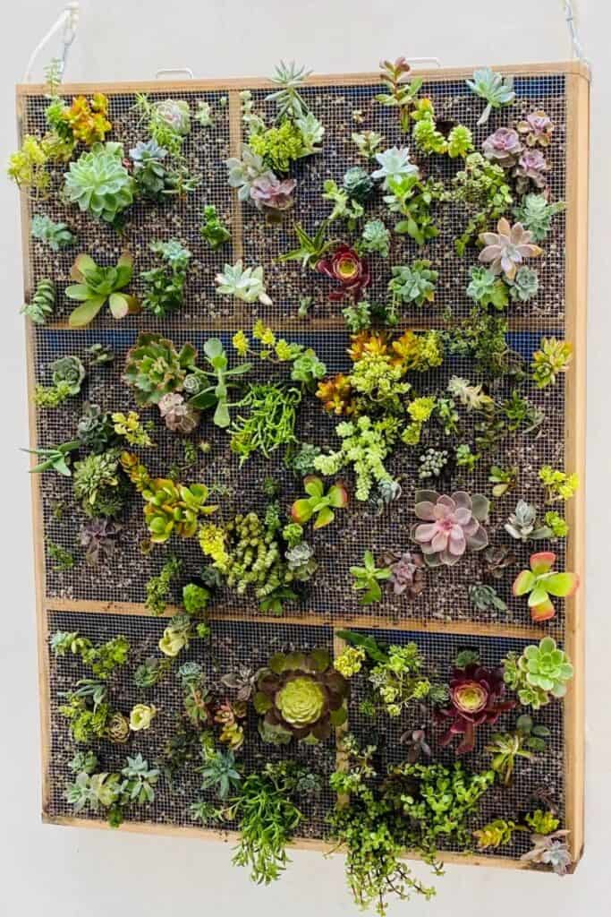 6 Vertical Garden Diys For Small Summer Spaces » Simplify Plants throughout Designing Vertical Succulent Walls for Small Yards and Urban Balconies