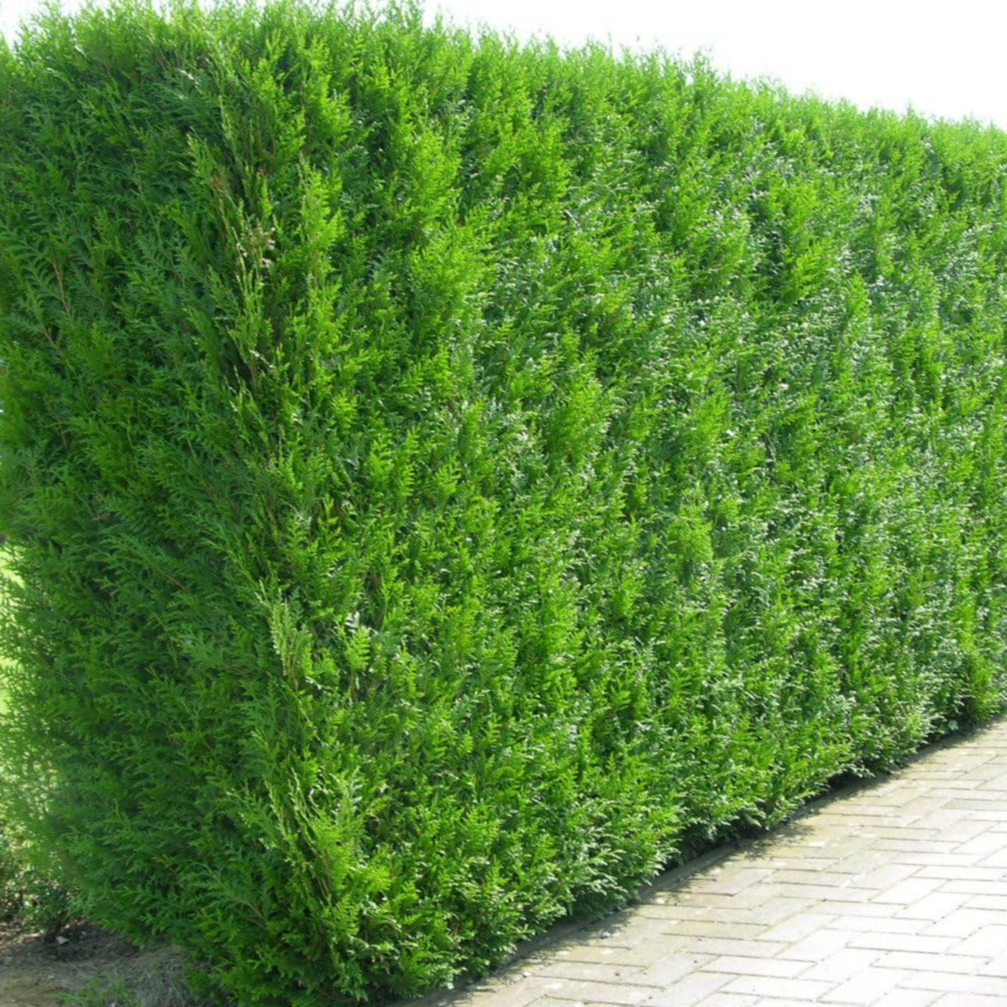 7 Best Fast-Growing Hedges To Ramp Up Your Garden's Privacy | Ideal Home regarding Expert Picks for Fast Growing Hedges That Look Gorgeous All Year Long