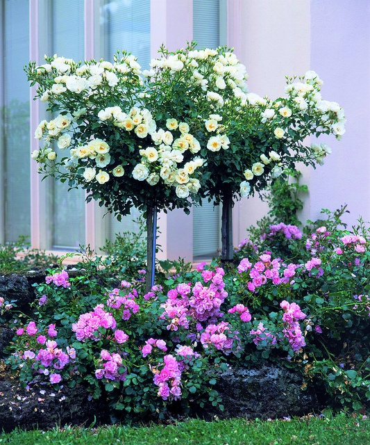 73 Best Flower Carpet® Roses Images On Pinterest | Landscaping Ideas ... with regard to Underplanting Strategies for Controlled Color in Rose Beds
