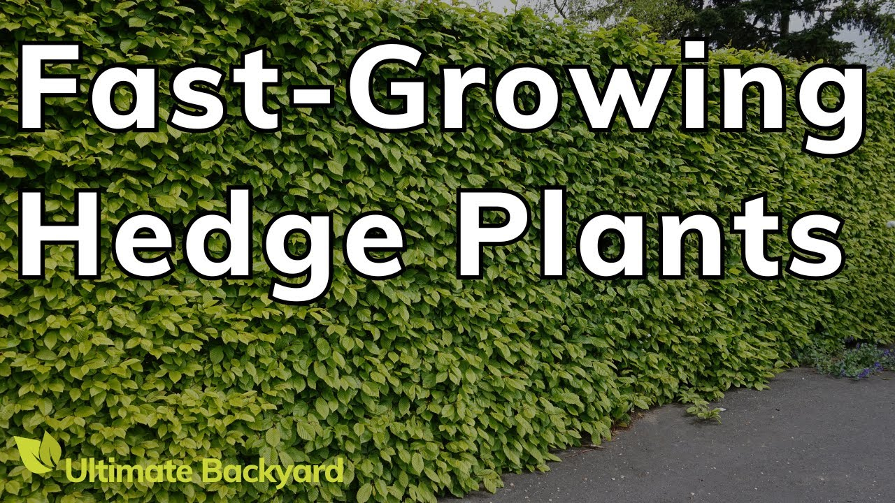 9 Fastest Growing Hedge Plants In Australia - Youtube with regard to Fast Growing Hedge Row
