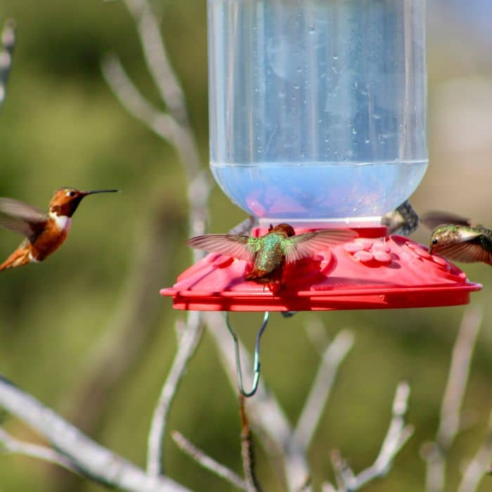 Attracting Hummingbirds To Your Backyard + Diy Hummingbird Food Recipe intended for Simple Steps to Attract Hummingbirds Without Using Sugar Water Feeders