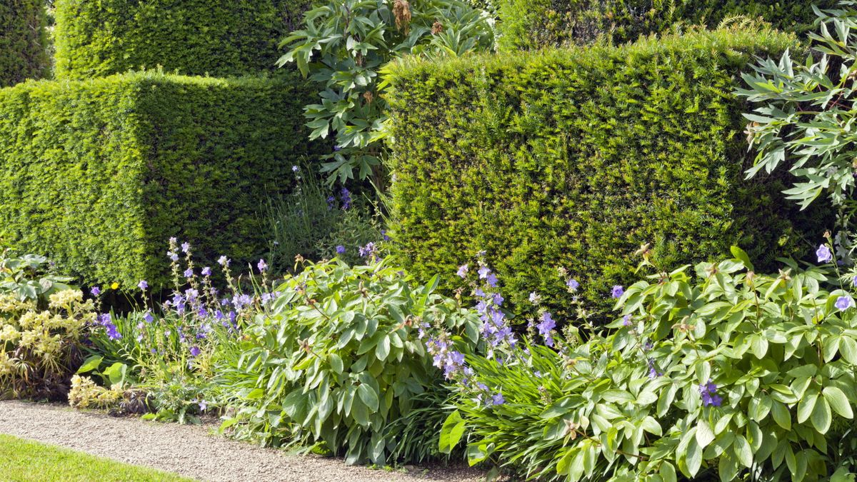 Best Fast-Growing Hedges: 10 Ideas For Your Boundaries | Homes And Gardens with Fast Growing Hedge Row