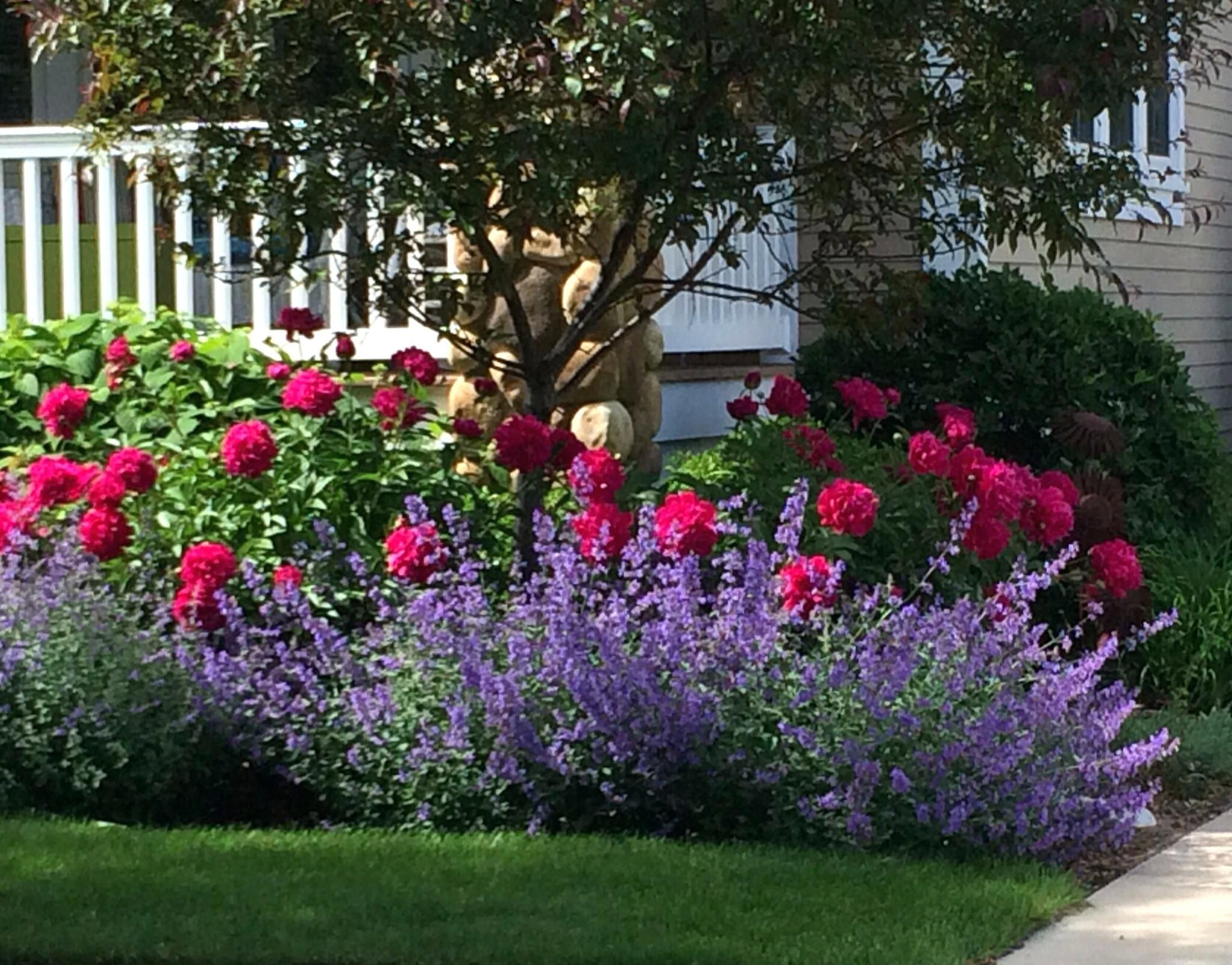 Best Rose Bushes For Flower Beds At Craig Alston Blog with regard to Rose Garden Design Formal
