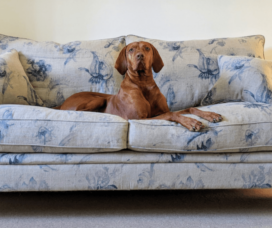 Best Sofa Fabric For Pet Owners At Renee Shaver Blog in How to Pick a Pet Friendly Couch Fabric That Looks Good Years From Now
