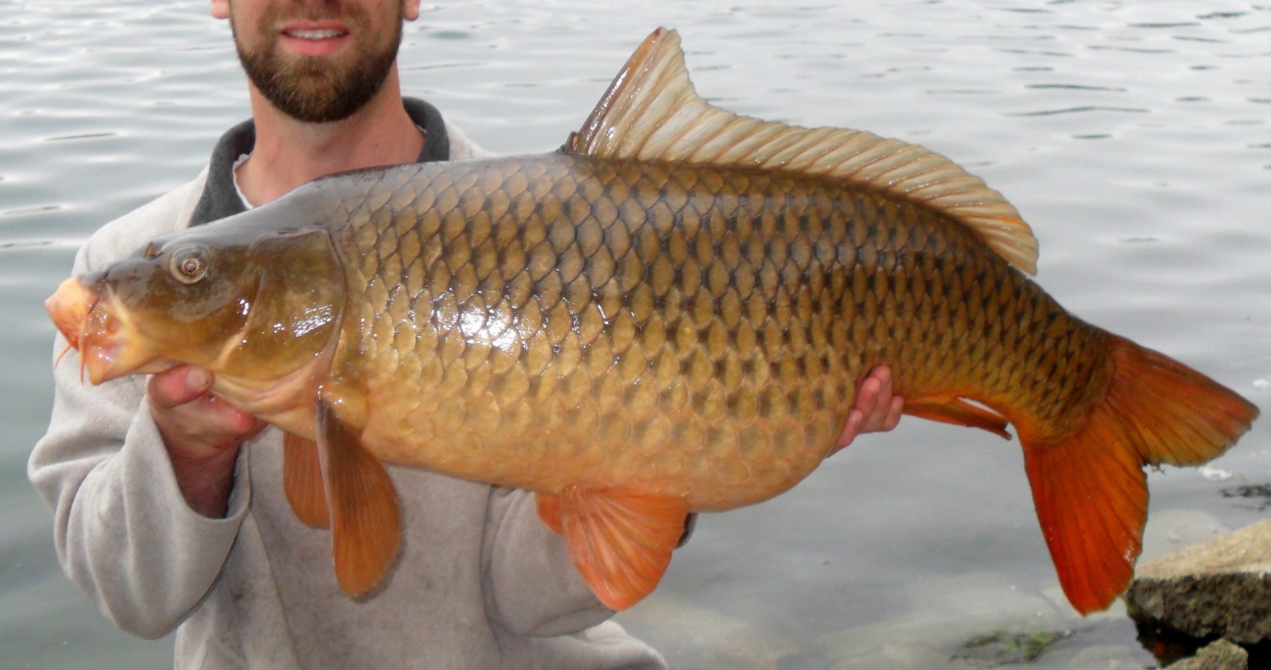 Common Carp In Minnesota Lakes intended for Common mistakes homeowners make when building a DIY attached pergola