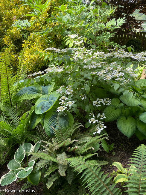 Creating A Lush Garden: Growing Ferns Alongside Hostas inside Shade Garden Design Hosta Fern