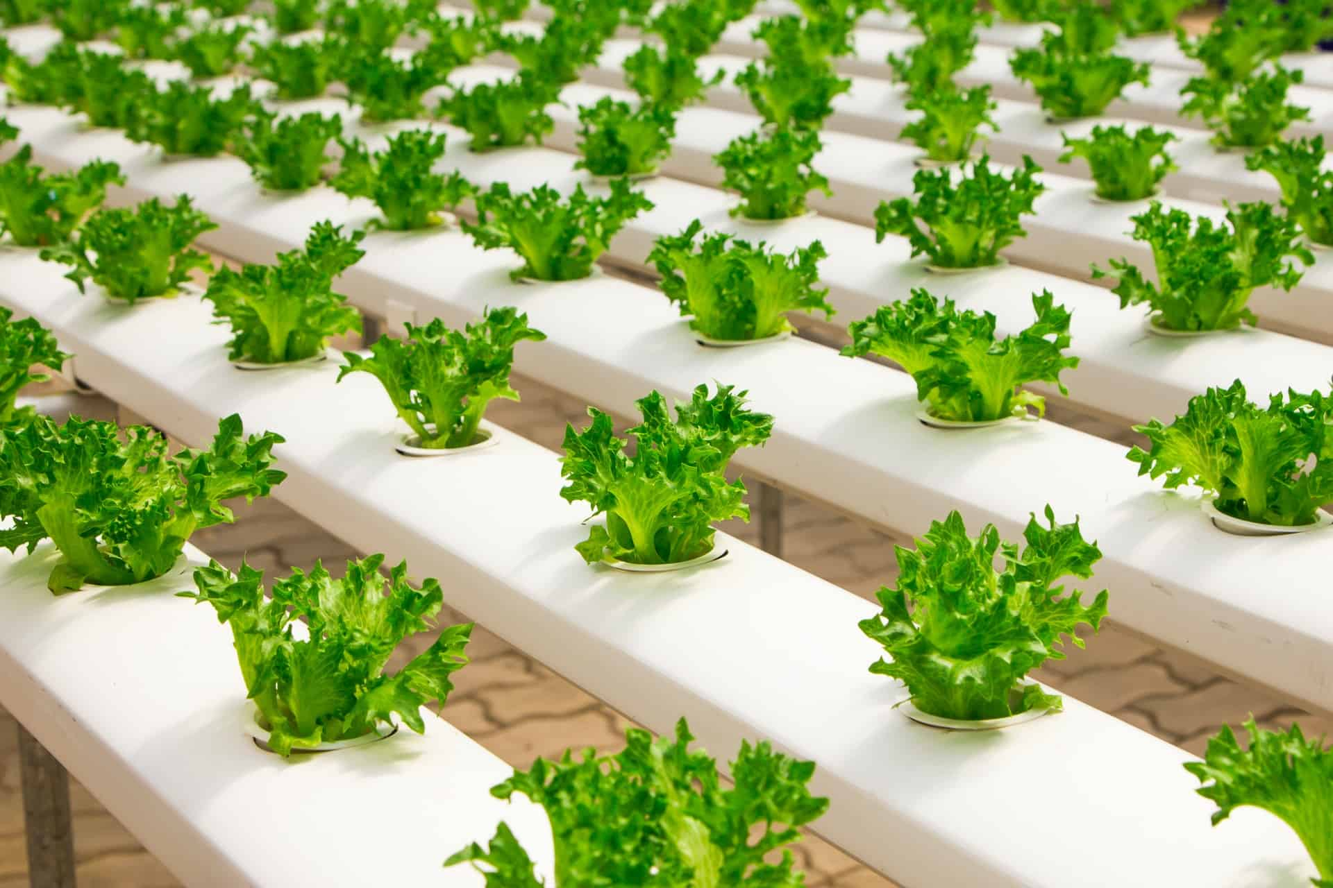 Diy Hydroponic Garden Setup Guide &amp;amp; Tips For Beginners regarding Hydroponic Tower Garden Outdoor