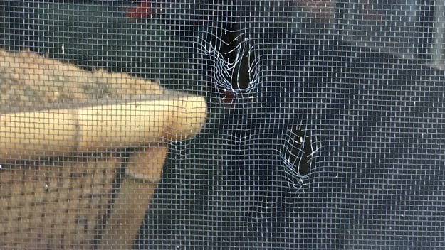Don’t Let Ripped Screens Ruin Your Breeze | Aa Window Repair with The Common Mistake That Ruins New Window Screens Before They Are Installed