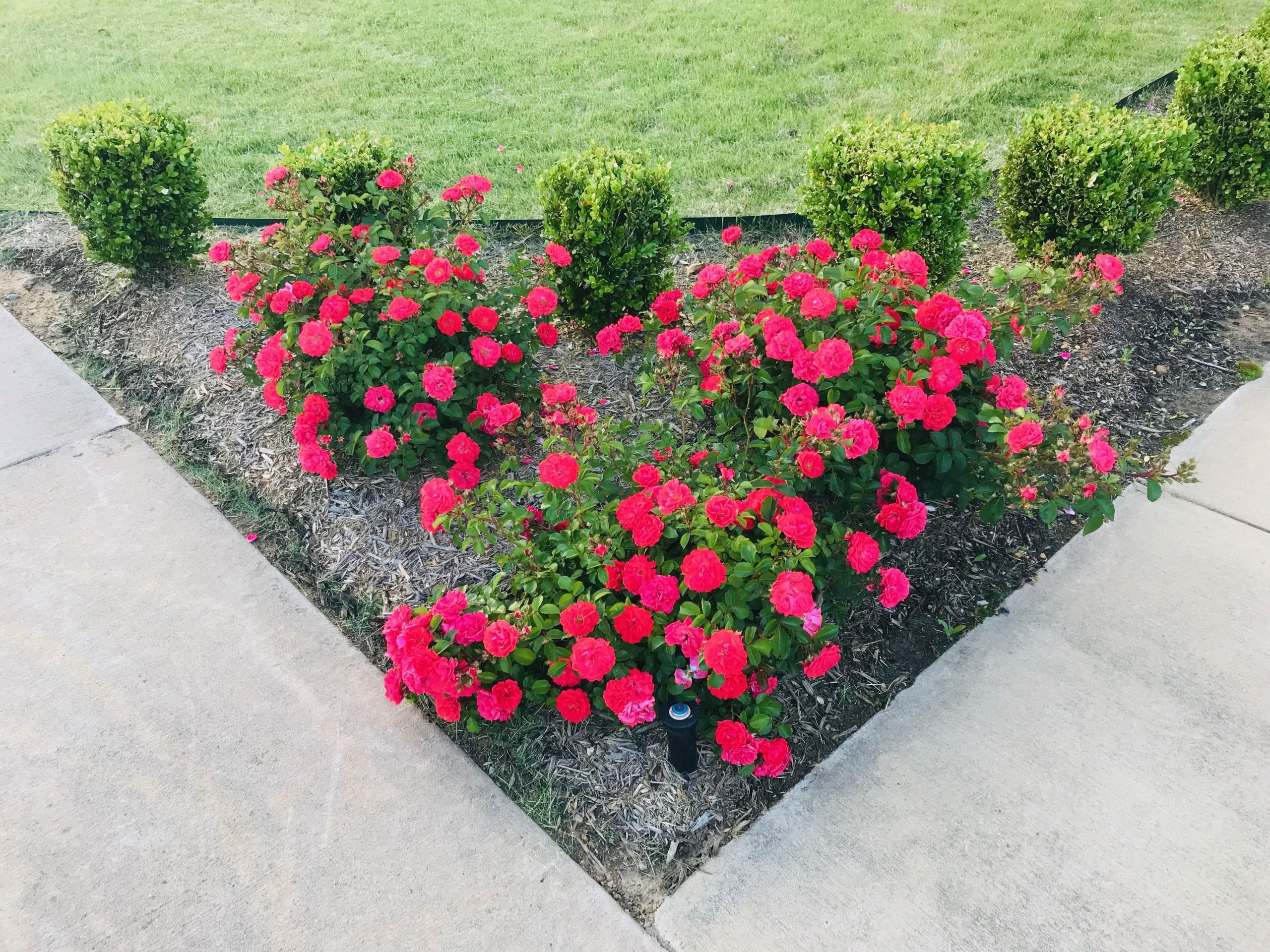 Drift Roses In A Flower Bed pertaining to Underplanting Strategies for Controlled Color in Rose Beds