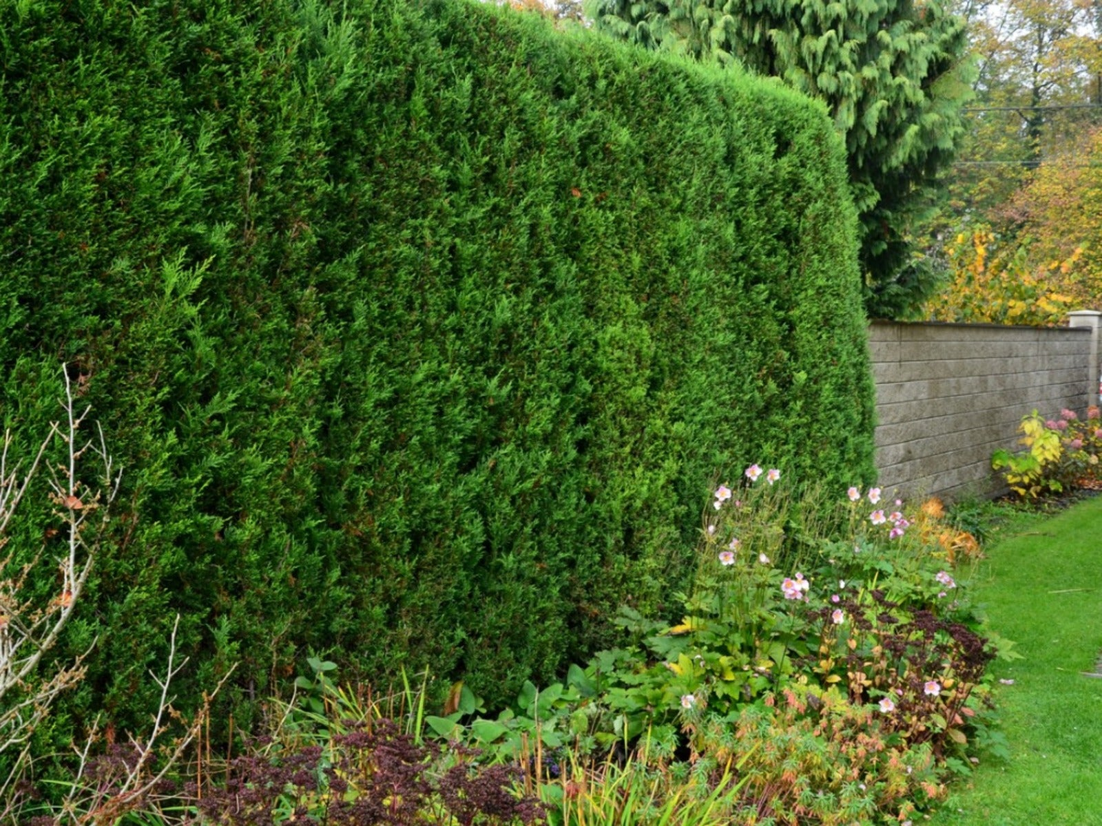 Evergreen Shrubs That Grow Fast For Privacy | Gardening Know How regarding Expert Picks for Fast Growing Hedges That Look Gorgeous All Year Long