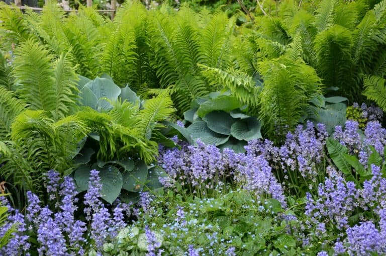 Fern And Hosta Garden: Crafting Your Shade-Loving Retreat with regard to Shade Garden Design Hosta Fern