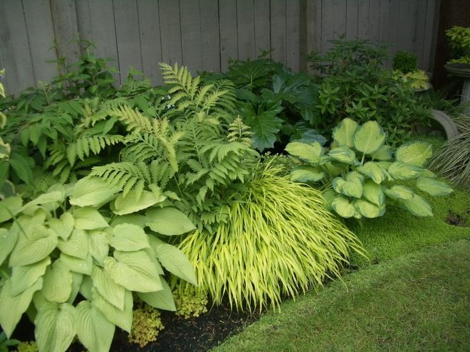 Hakonechloa, Hosta, Fern, Acanthus, Carex | Shade Garden Design ... within Creating Depth and Interest with Hosta and Fern Combinations