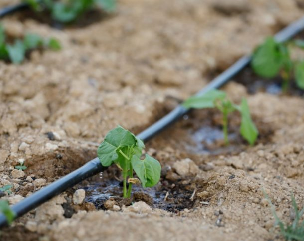 How Much Does Drip Irrigation Cost In 2026? for The Real Cost of Installing a Rainwater Drip Irrigation System in 2026