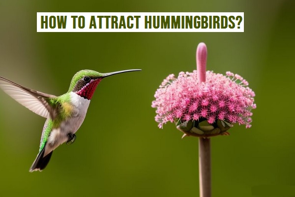 How To Attract Hummingbirds? 10 Expert Tips inside Hummingbird Garden Plants
