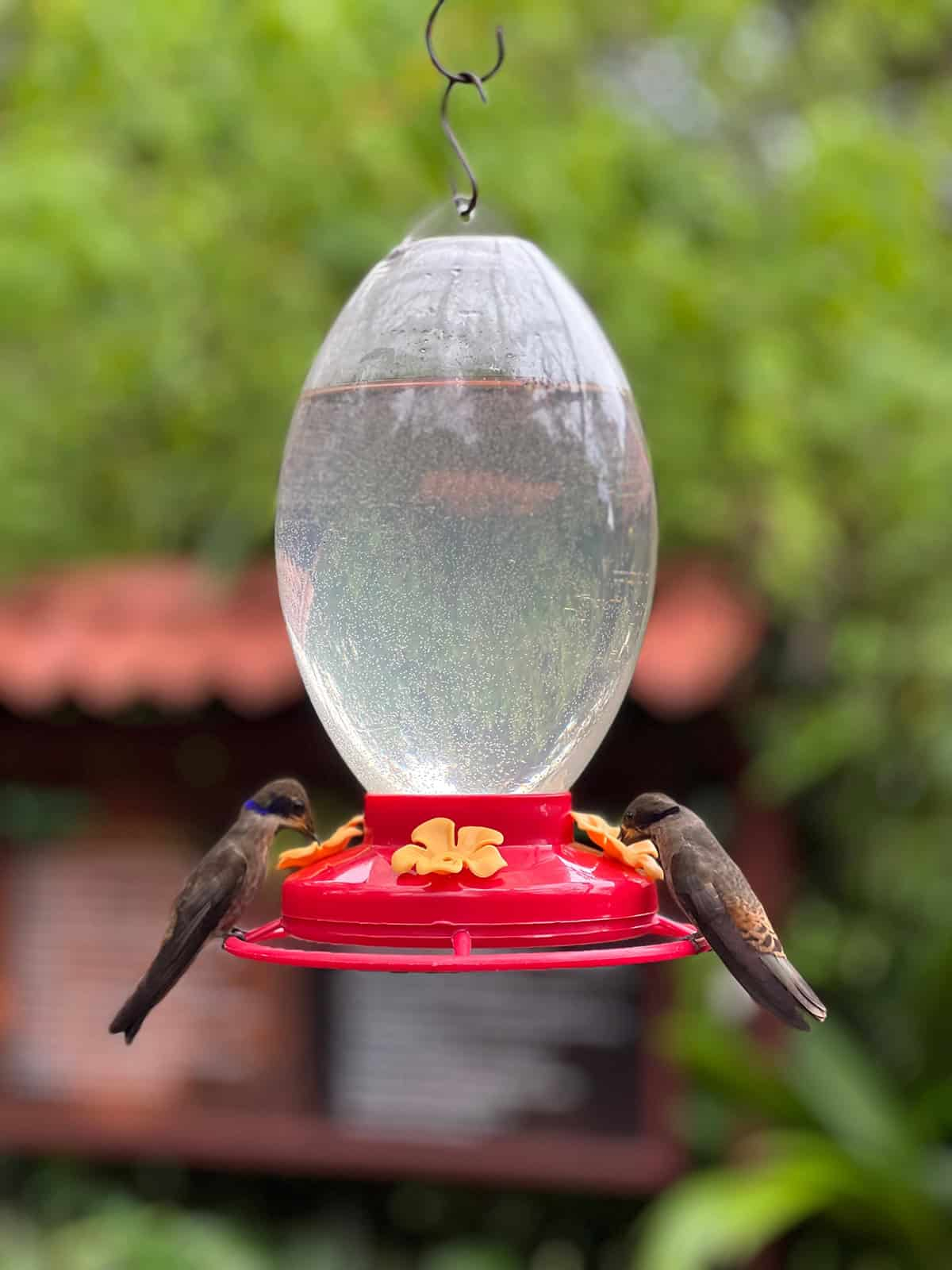 How To Attract Hummingbirds To Your Yard - Plantglossary with regard to Simple Steps to Attract Hummingbirds Without Using Sugar Water Feeders