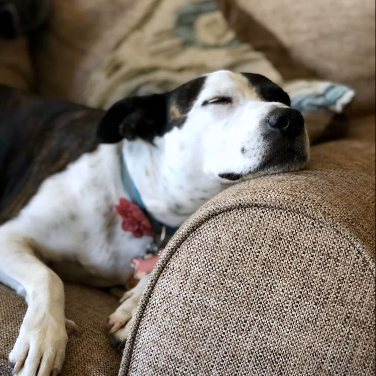 How To Choose A Pet-Friendly Sofa? throughout How to Pick a Pet Friendly Couch Fabric That Looks Good Years From Now