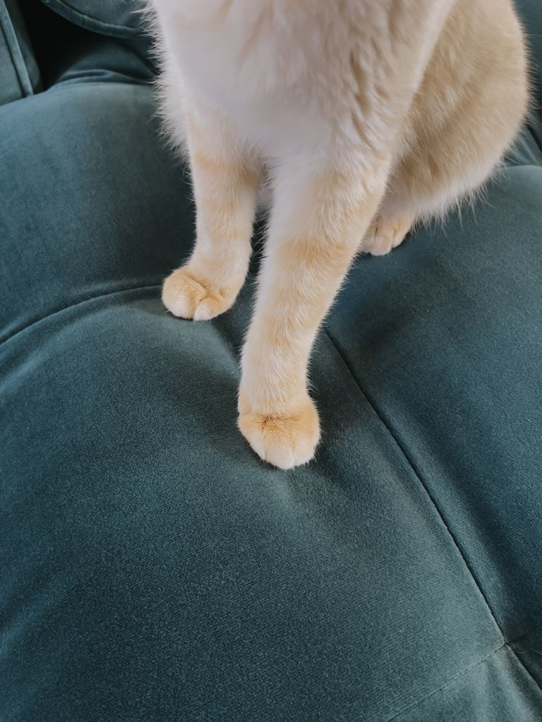 How To Choose Pet-Friendly Furniture - Dream Green Diy with Best Fabric For Pet Friendly Sofa