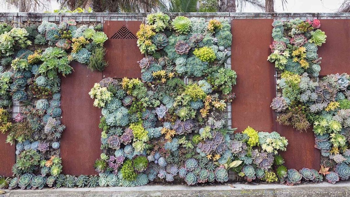 How To Design A Vertical Succulent Garden Wall | Storables throughout Succulent Garden Design Outdoor