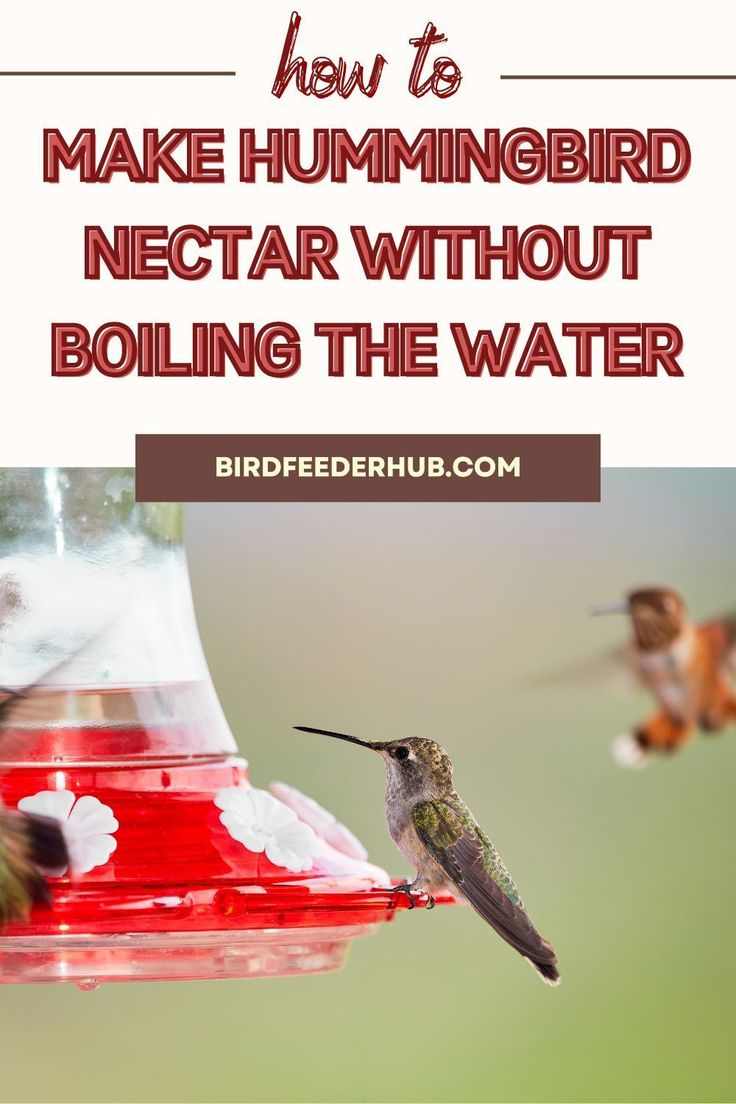How To Make Hummingbird Nectar Without Boiling The Water (4 Steps ... with regard to Simple Steps to Attract Hummingbirds Without Using Sugar Water Feeders
