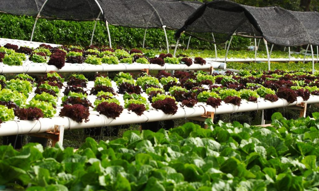 Hydroponic Growing Instructions At William Rohde Blog throughout Hydroponic Tower Garden Outdoor