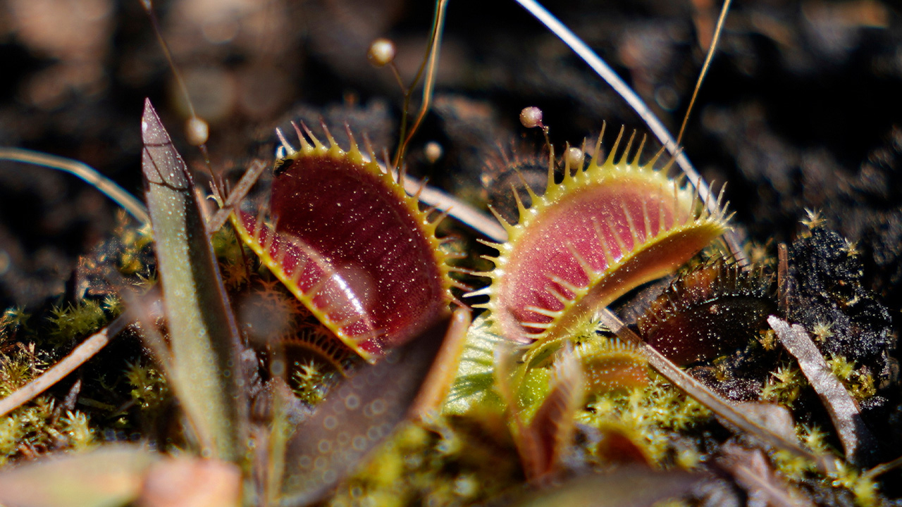 Insect-Eating Venus Flytraps Thrive In The Carolinas As Hikers Peek ... pertaining to Why Your Venus Flytraps Need a Bog Garden to Truly Survive