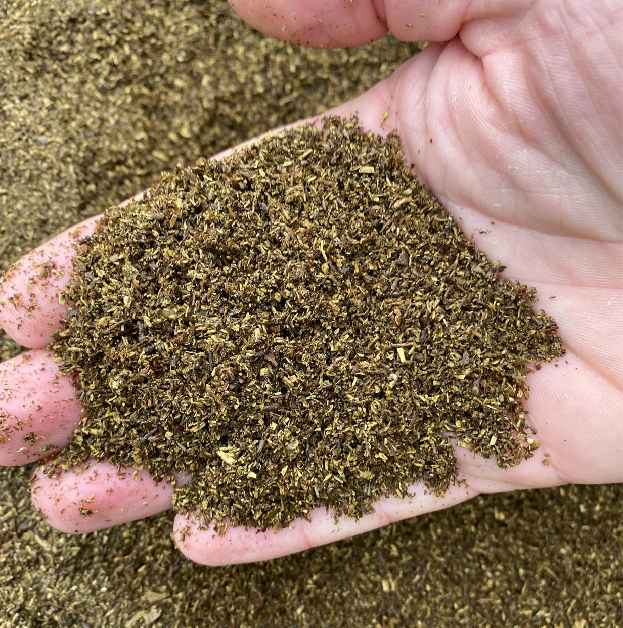 Is Black Soldier Fly Frass The Future Of Waste-To-Nutrient Fertiliser ... in How Black Soldier Fly Frass Creates Richer Soil Than Traditional Compost Methods