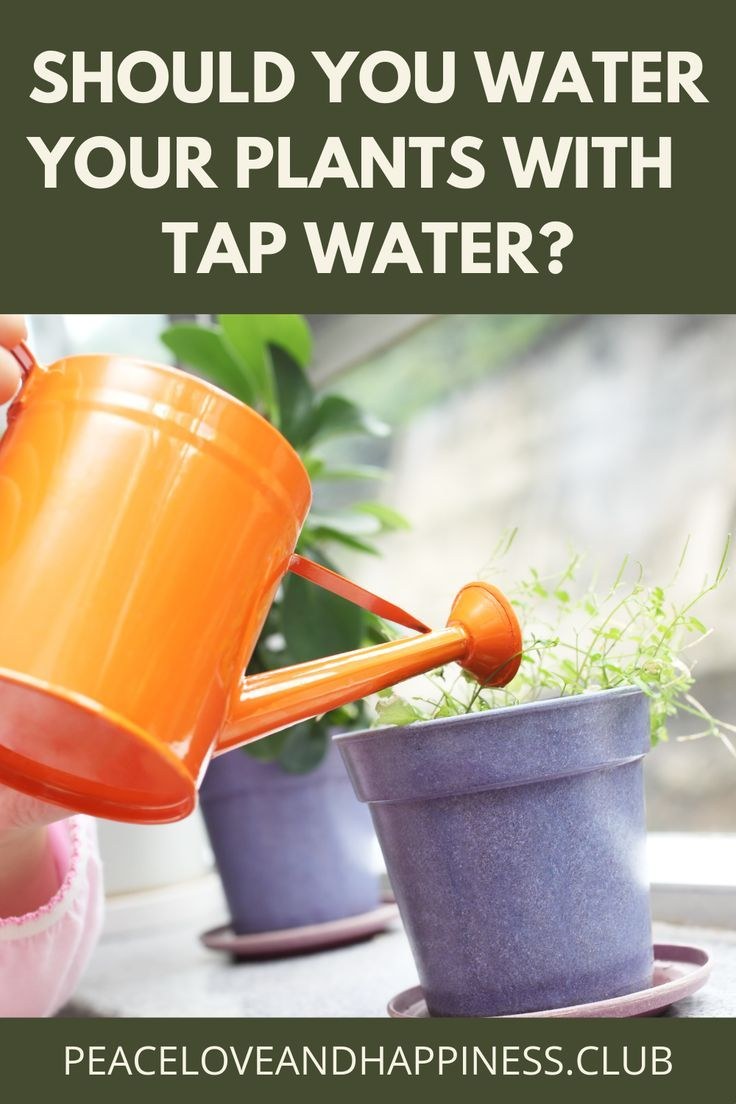 Is Tap Water Bad For Plants At Sean Alexis Blog regarding Water Quality Test Kit Home