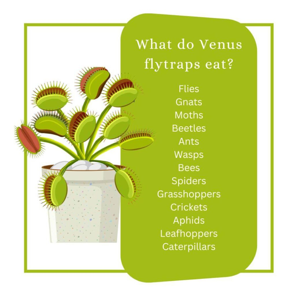 Is Your Venus Flytrap Dying (Or Looking Sad)? How To Help It within Why Your Venus Flytraps Need a Bog Garden to Truly Survive