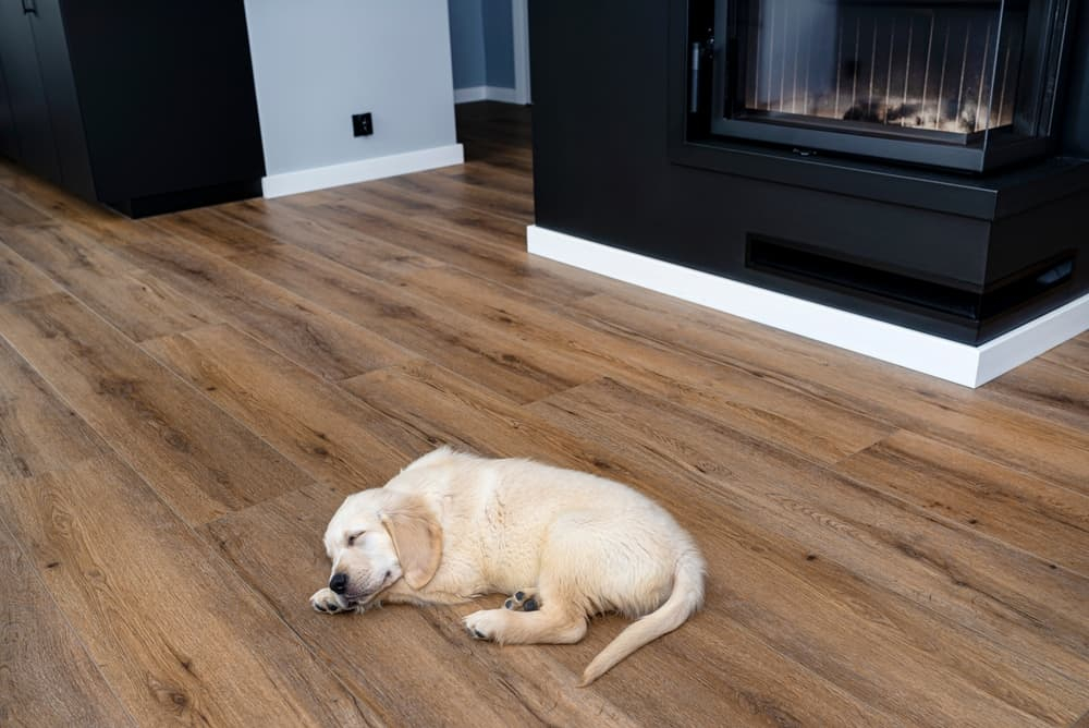 Laminate Flooring For Pets – Flooring Tips regarding How Waterproof Vinyl Plank Flooring Stands Up to Pets and Spills According to Expert Tests