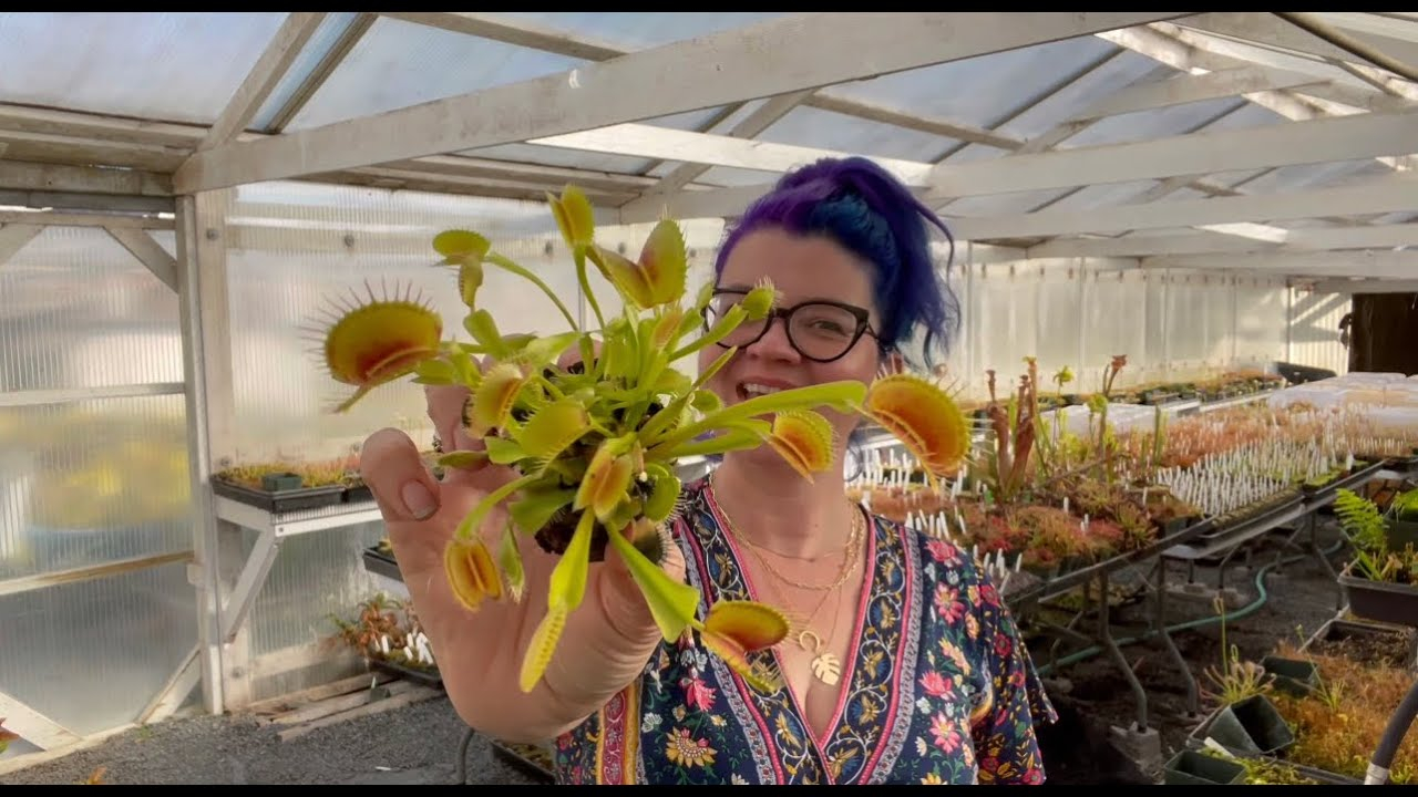 Make A Venus Flytrap Bog Garden - Youtube with regard to Why Your Venus Flytraps Need a Bog Garden to Truly Survive