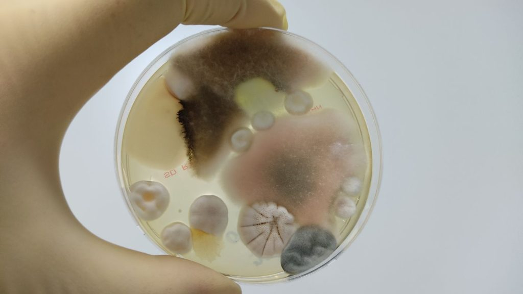 Mold Inspection Vs. Mold Testing: Key Differences Explained for Mold Inspection Home Buying