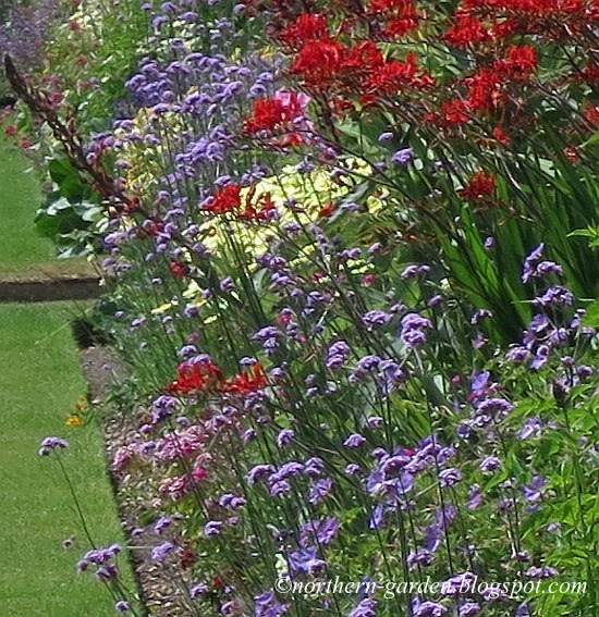 Nadezda's Garden And Home : Combination Of Colors for Underplanting Strategies for Controlled Color in Rose Beds