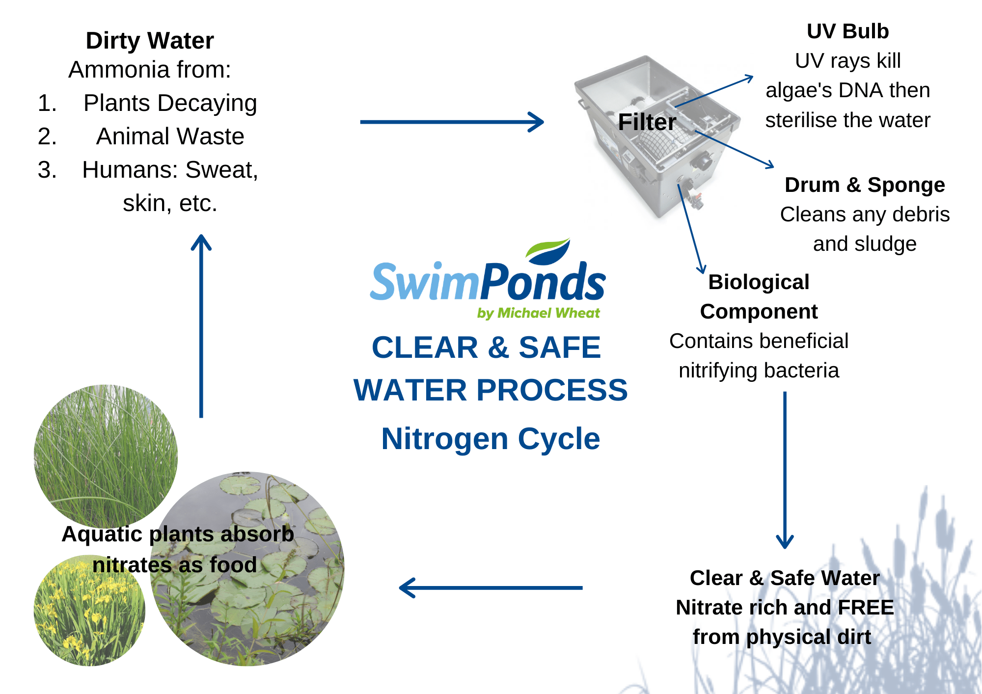 Natural Pond Filtration: Expert Guide - Clear Swimpond Water intended for Koi Pond Design Filter System