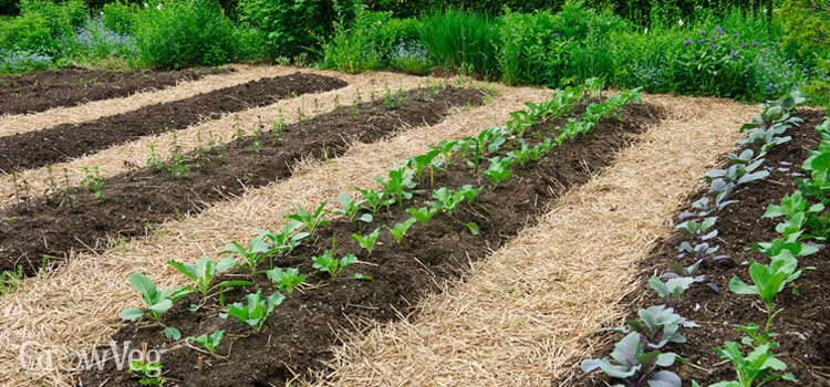 No-Dig Gardening: An Easier Way To Grow intended for Lasagna Garden Method No Dig