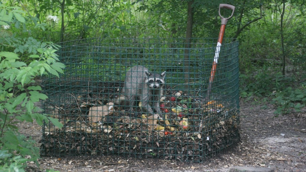 Raccoons And Compost Piles regarding The Beginner Guide to Building a Critter-Proof Compost Bin in 2026